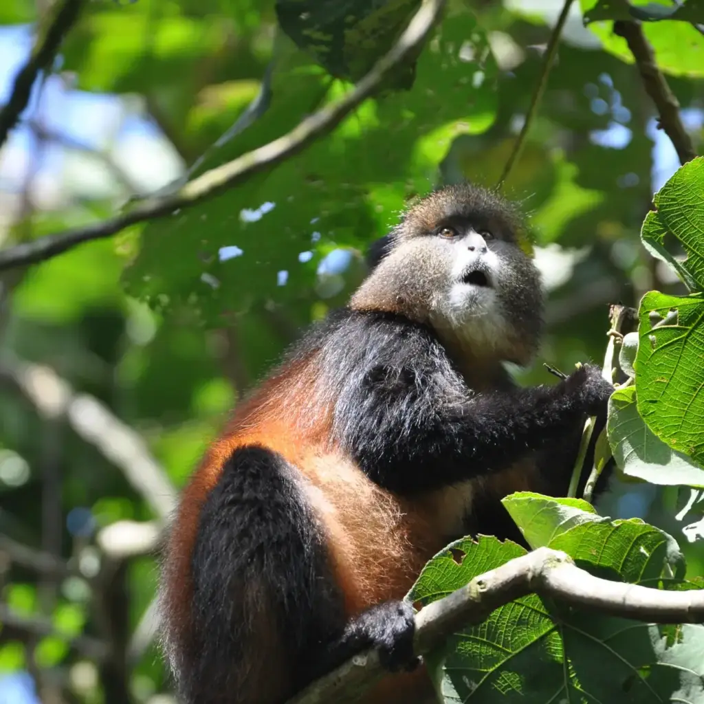 A golden monkey with orange and black fur sitting on a branch in Mgahinga forest