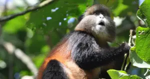 8 Day Sabinyo Summit, Golden Monkeys and Gorillas