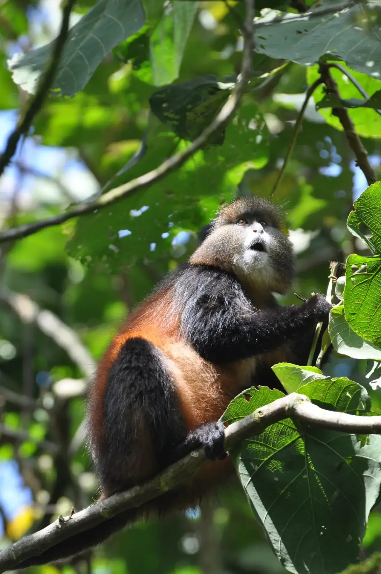 8 Day Sabinyo Summit, Golden Monkeys and Gorillas