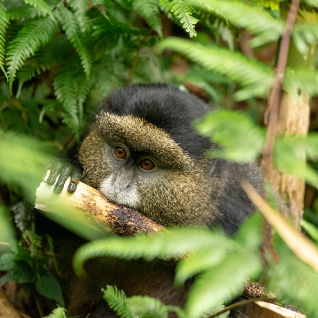 Golden Monkey Tracking
