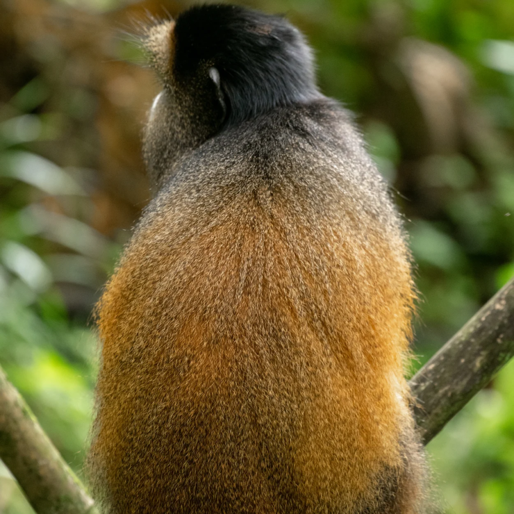 Mgahinga golden monkey back view.webp