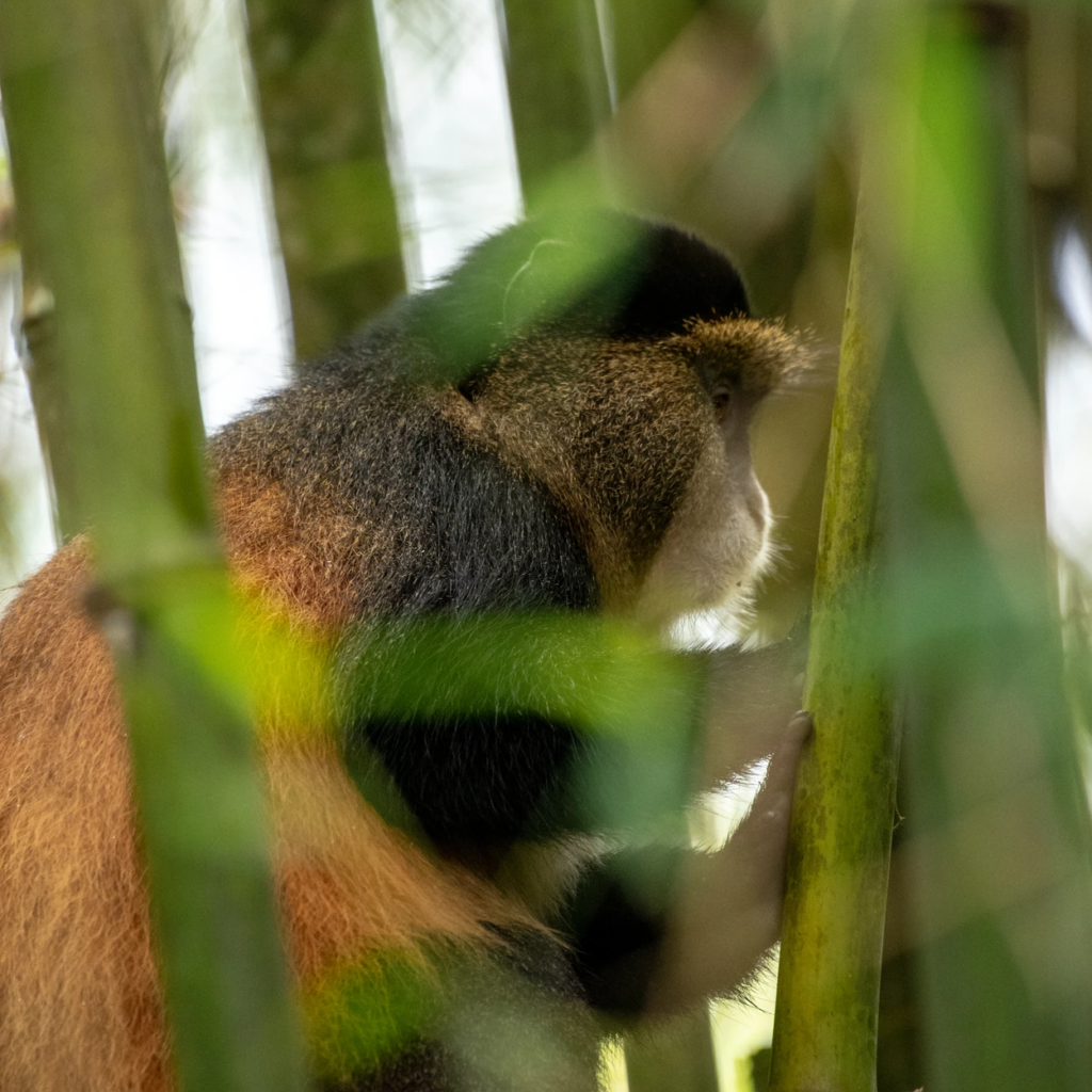 Mgahinga golden monkey behind bamboo.webp