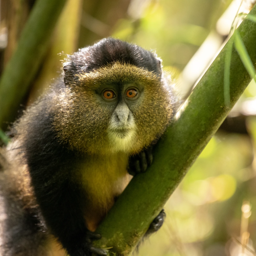 Mgahinga golden monkey clinging bamboo.webp