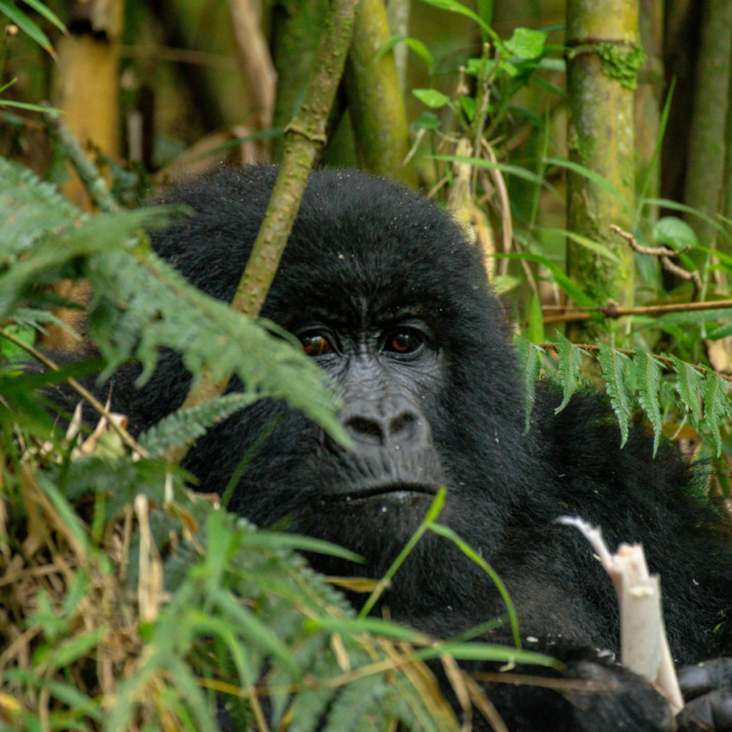 6-Day Uganda Southwest Highlands Safari: Lake Mburo, Kabale & Mgahinga
