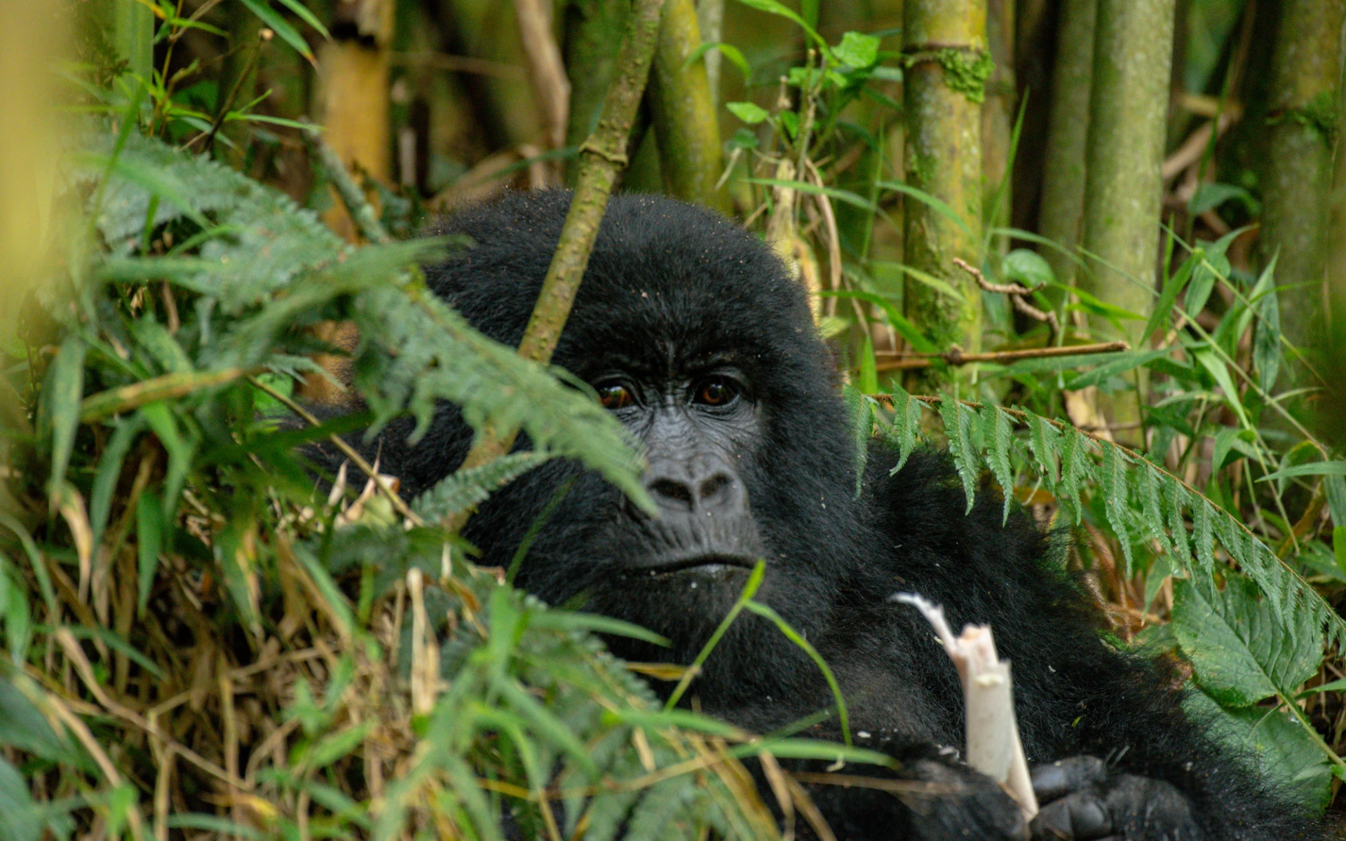 6-Day Uganda Southwest Highlands Safari: Lake Mburo, Kabale & Mgahinga