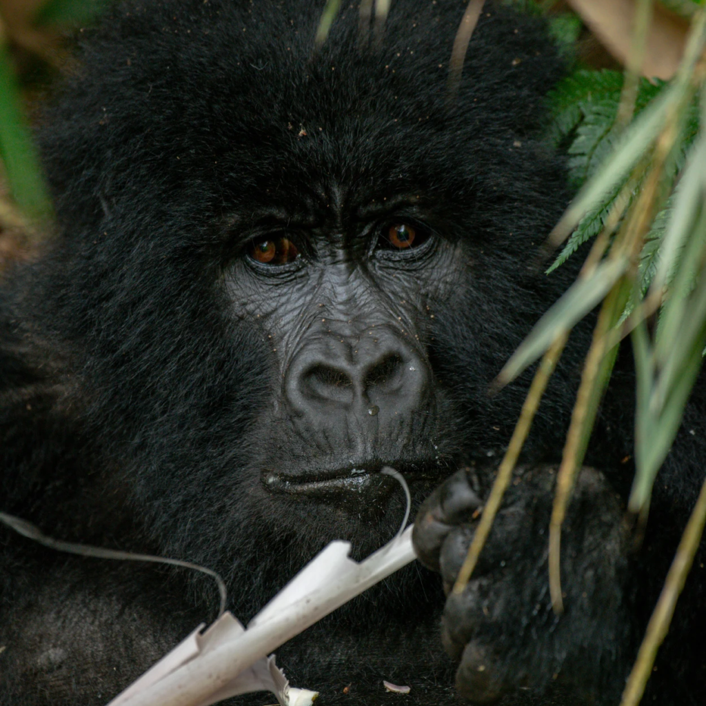 Close-up of a gorilla chewing bamboo with a broken stem in its hands