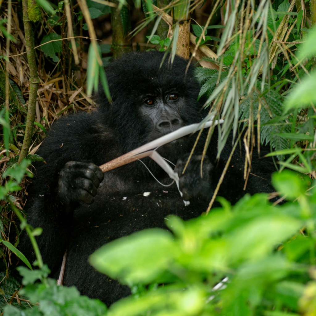A gorilla chewing a bamboo stem beside bright green leaves