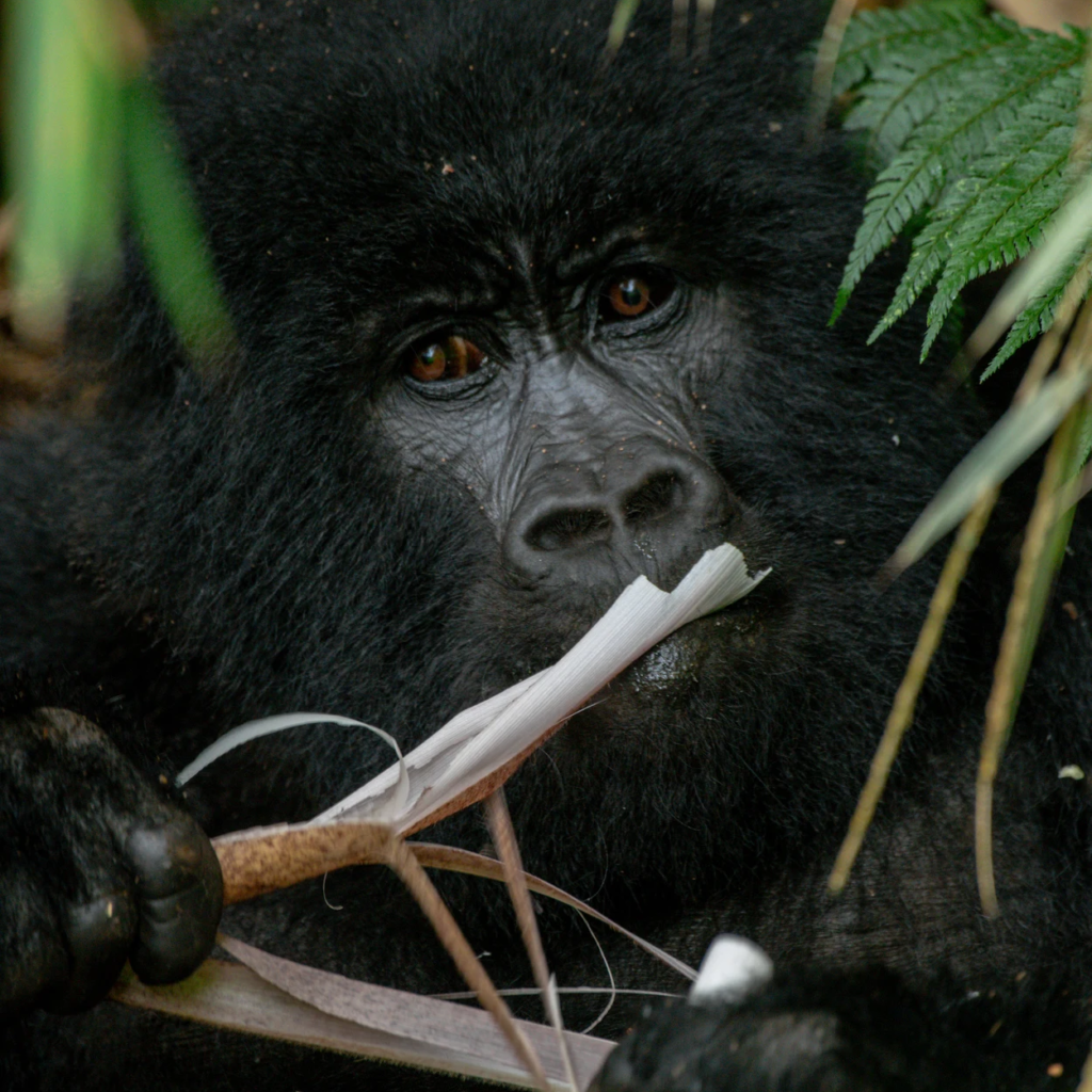 A gorilla's face behind pale bamboo stems it is eating