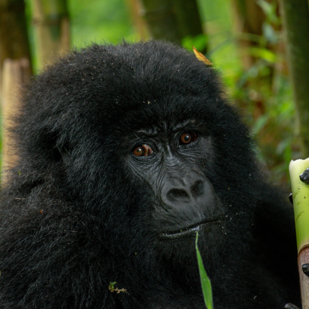 A gorilla holding a green bamboo stem while looking at the camera