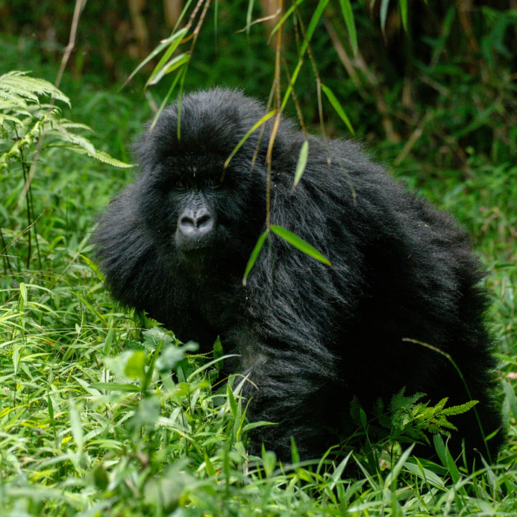 Gorilla moving through green bamboo foliage in Mgahinga