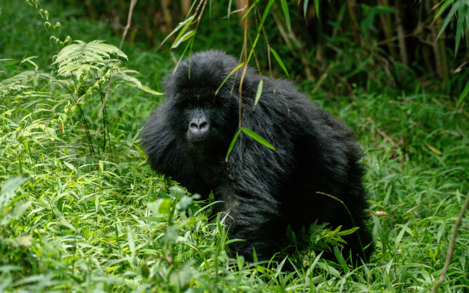 Mgahinga Gorilla National Park
