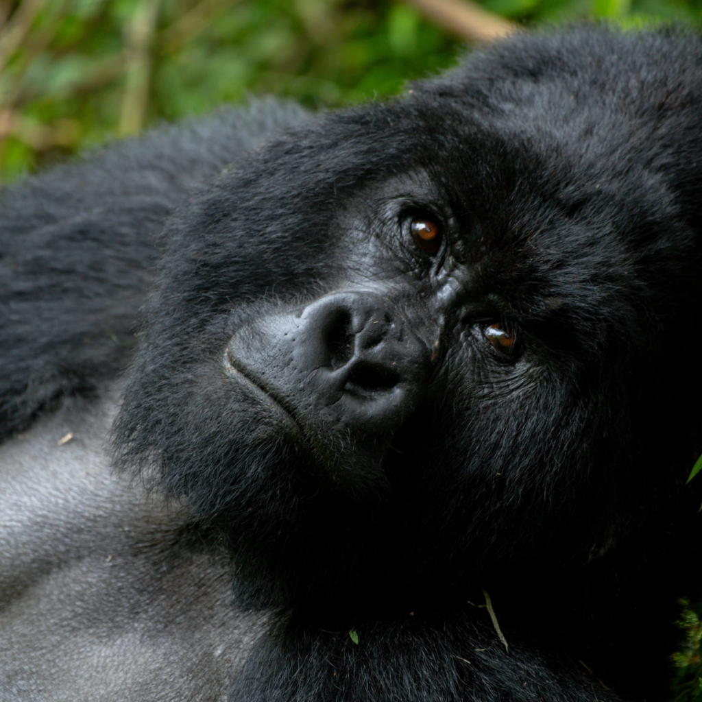 Close-up of a gorilla looking upward with grey back visible