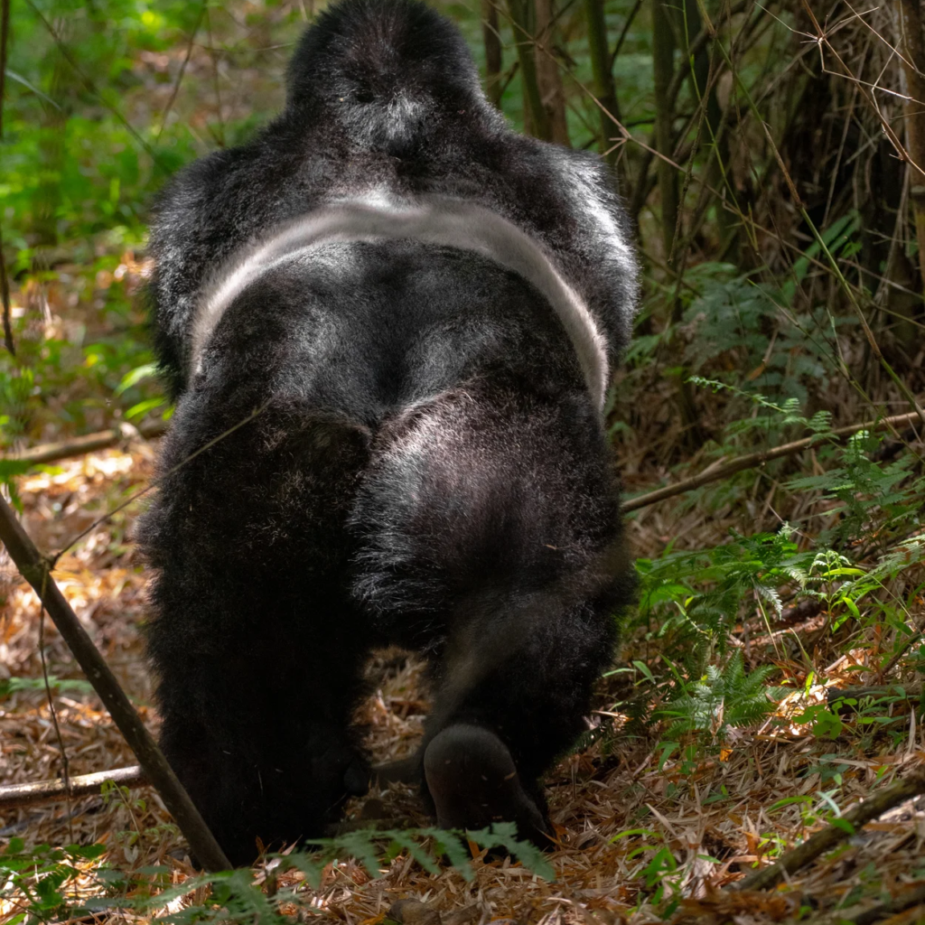 A silverback gorilla walking away along a forest trail