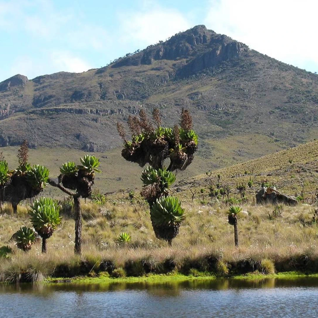 Giant lobelia beside a lake below Mount Elgon