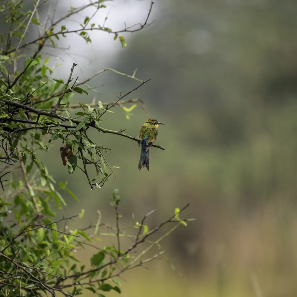 A bee-eater perched on a branch