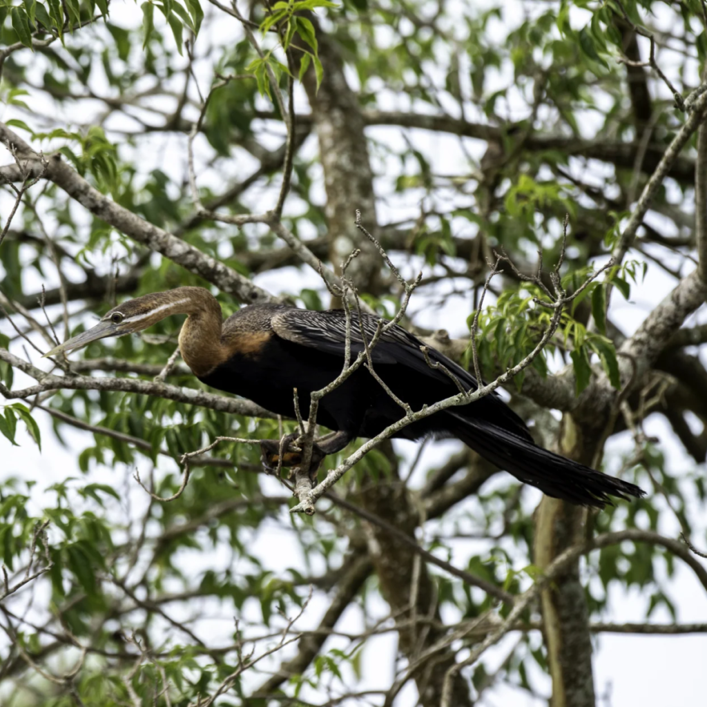 Bird in tree, Murchison Falls National Park