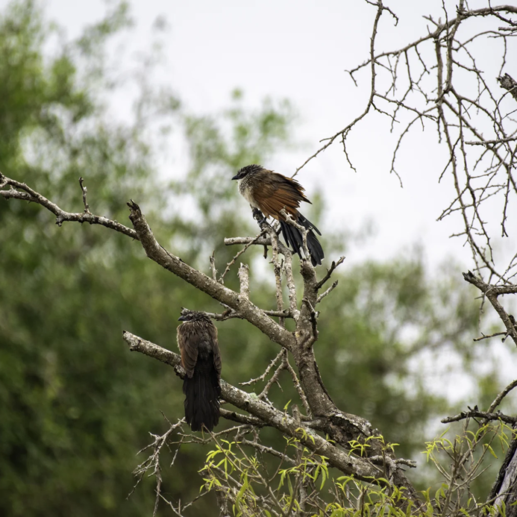 Bird perch, Murchison Falls National Park