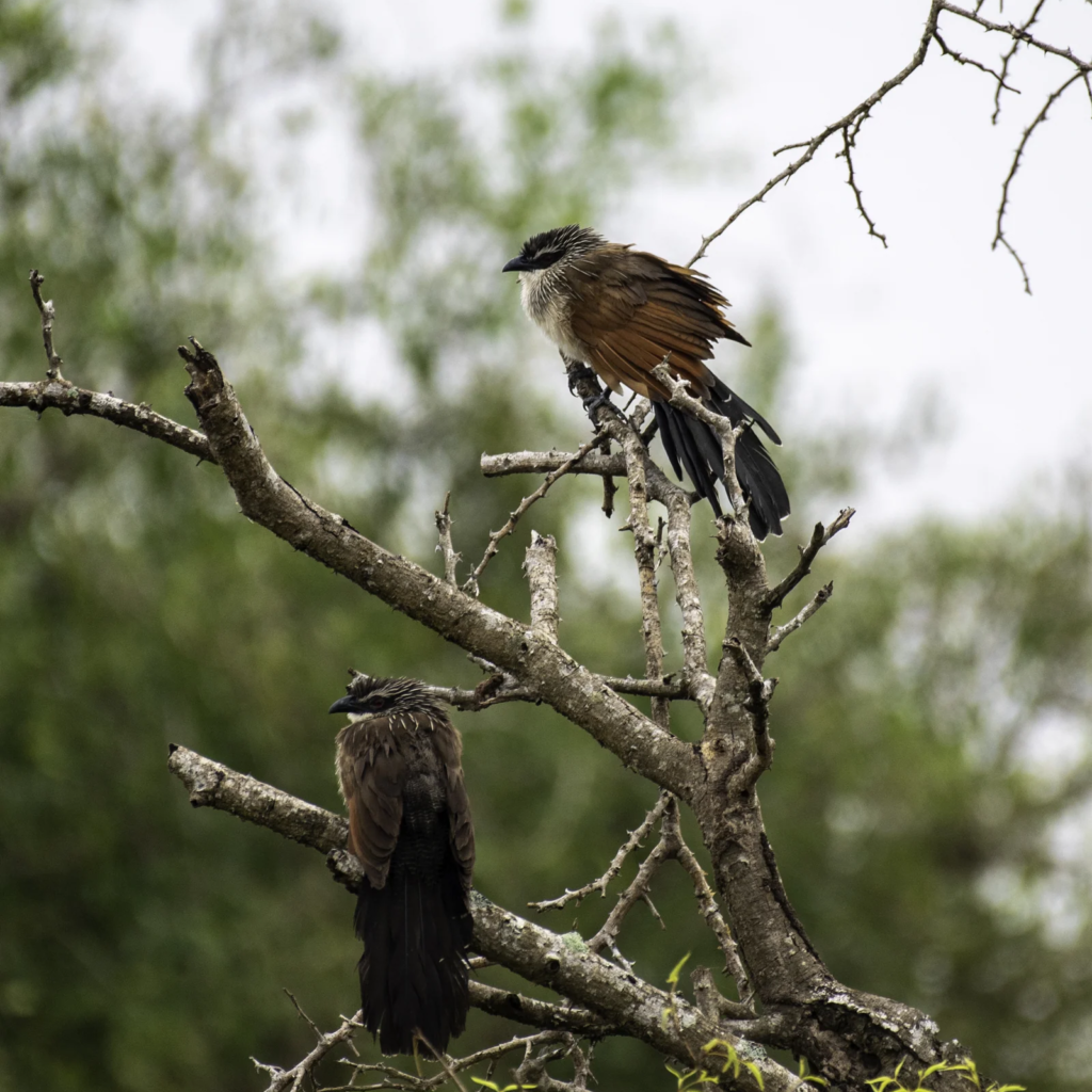Bird perch, Murchison Falls National Park