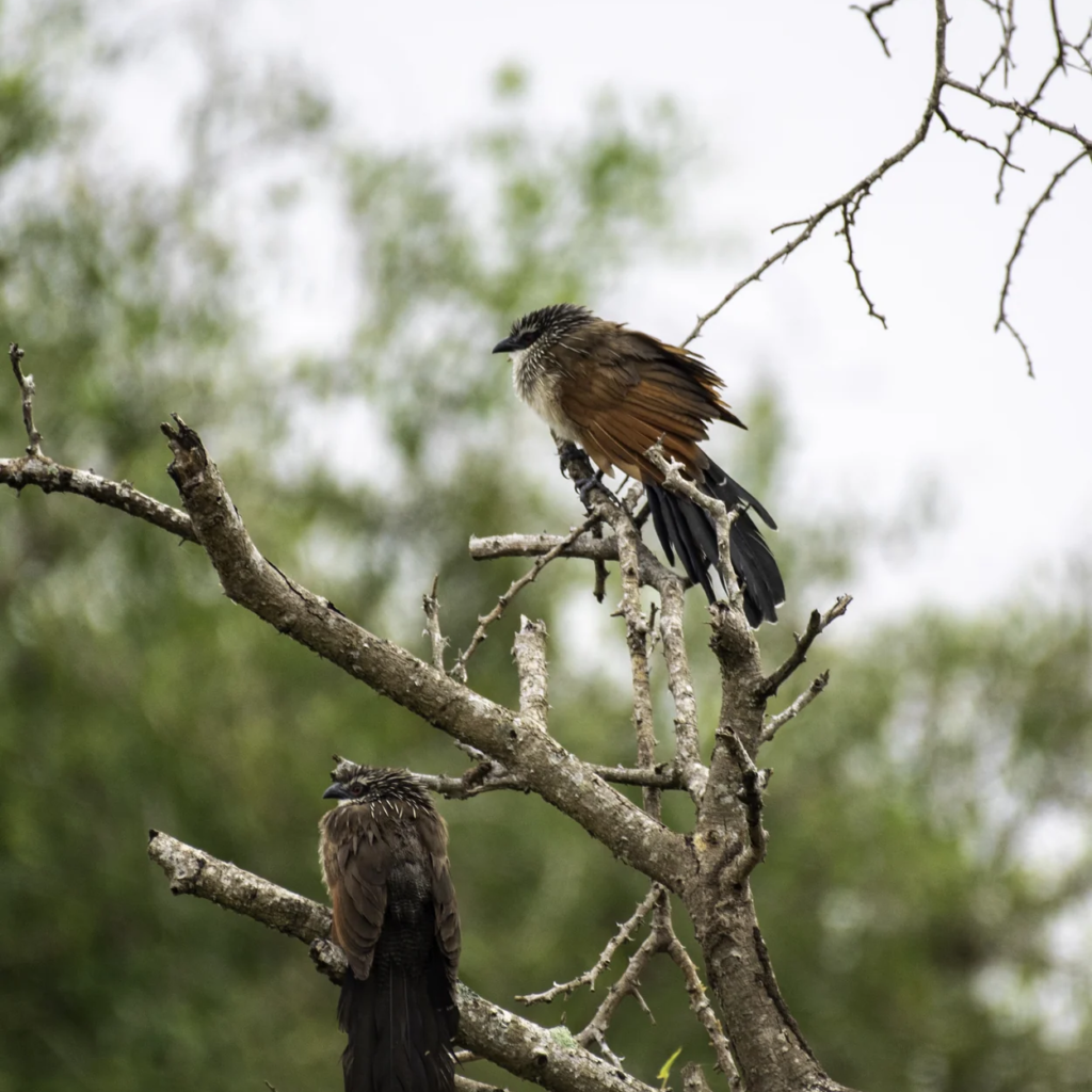 Bird perch, Murchison Falls National Park