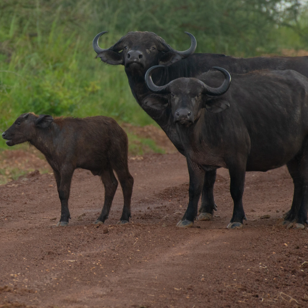 A buffalo and her calf standing on a red dirt track