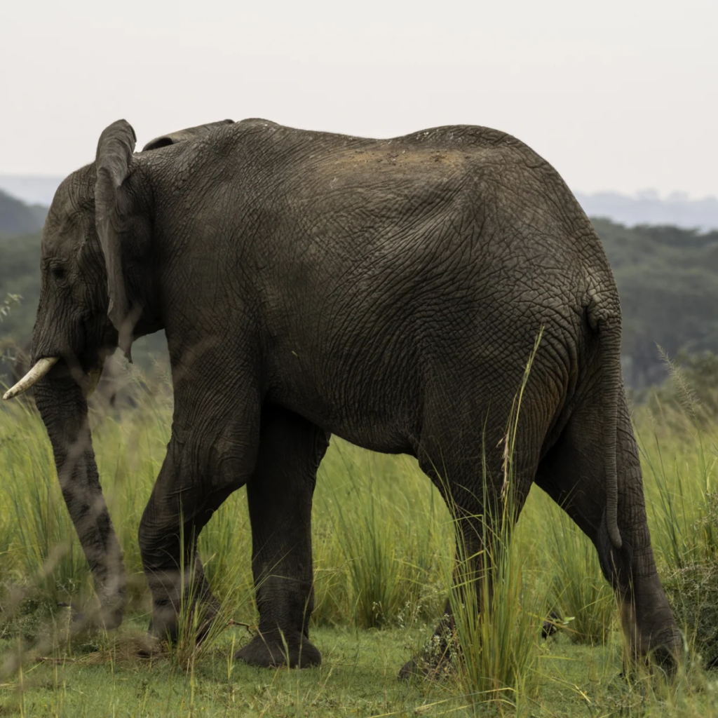 15 Day Uganda from Jinja to Gorillas: Eight Parks and Falls