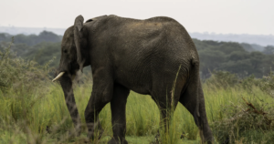 8 Day Uganda Big Five Trail