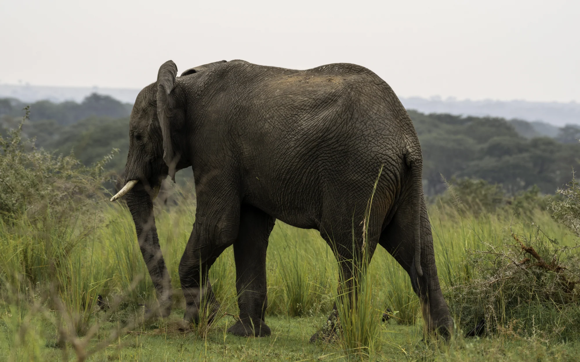 8 Day Uganda Big Five Trail