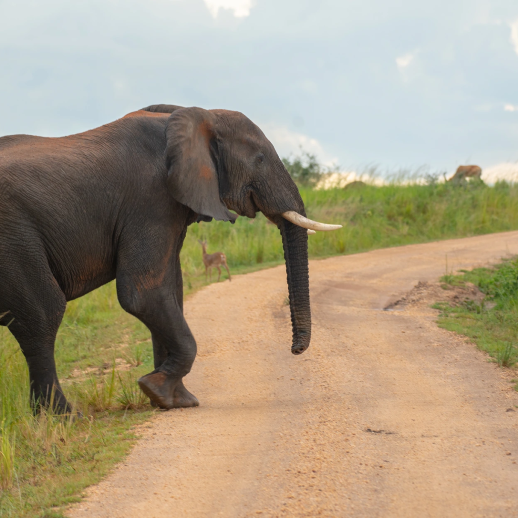 Wildlife Safaris