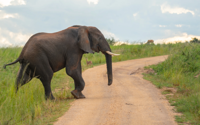 Elephant crossing a dirt road in Murchison Falls National Park