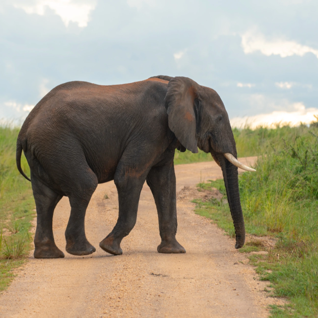 Two elephants sparring with raised trunks on green grass