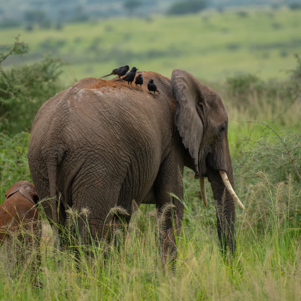 A lone elephant crossing a dirt track through green grass under a cloudy sky