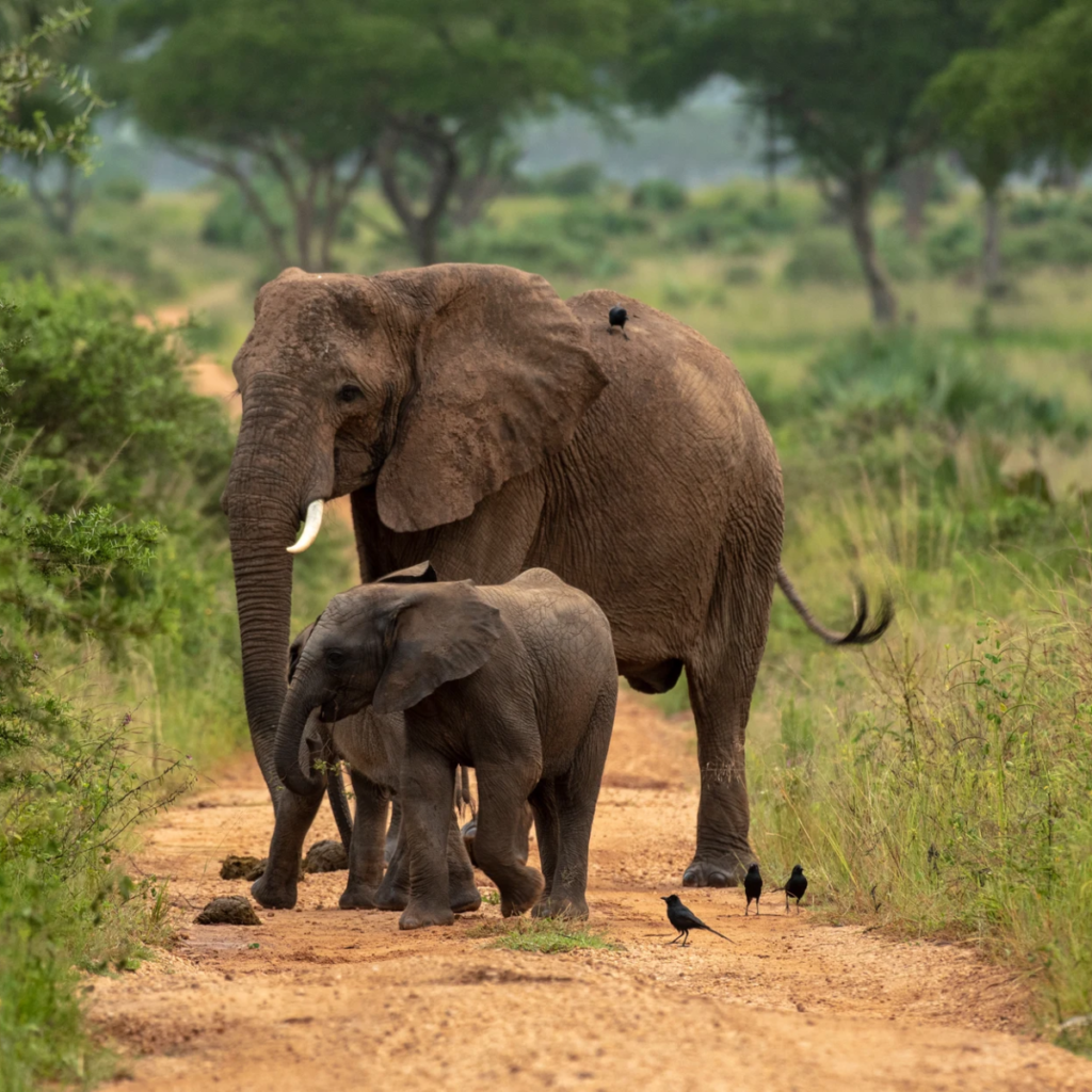 Murchison elephant mother and calf on track.webp