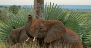6-Day Uganda West Nile & Madi Wildlife Reserves Safari