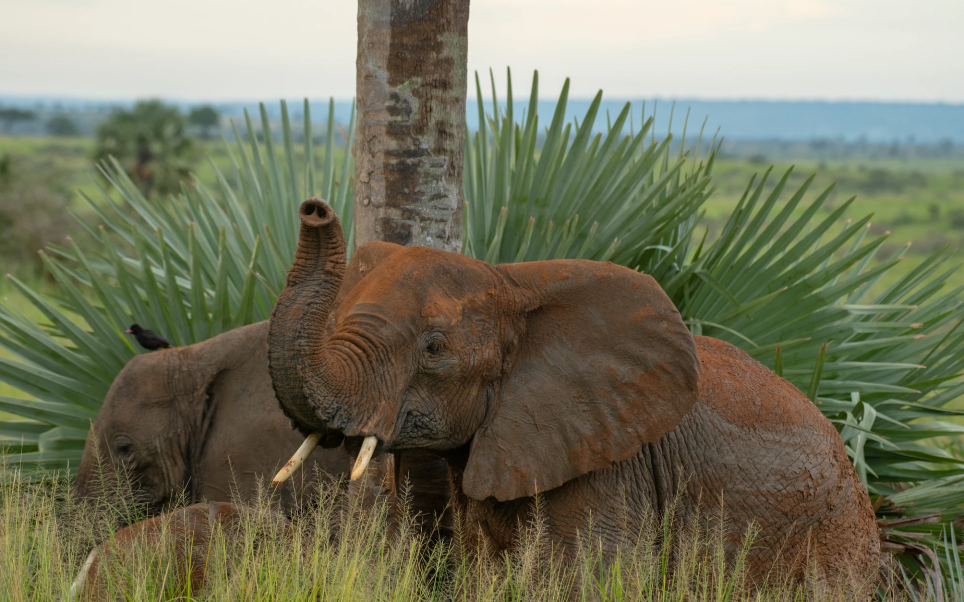 6-Day Uganda West Nile & Madi Wildlife Reserves Safari