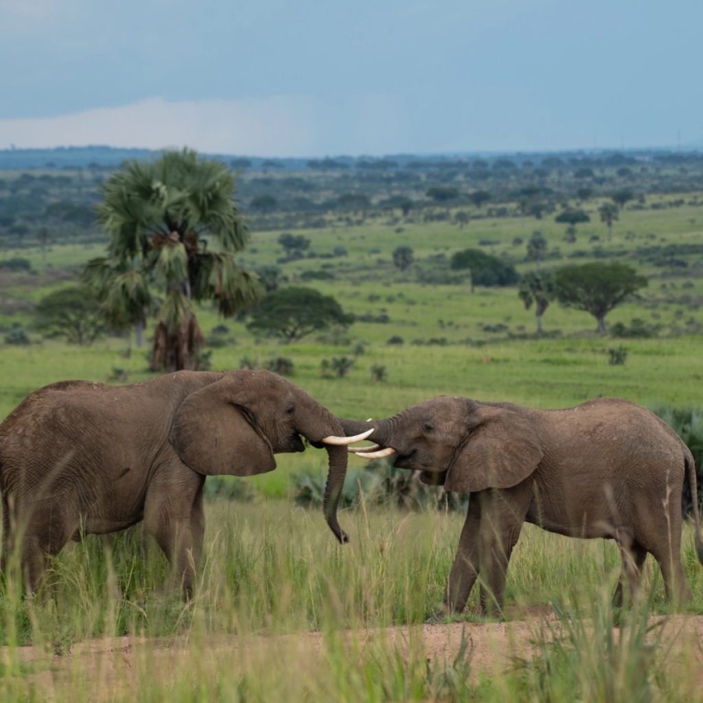7-Day Uganda Murchison, Masindi & Hoima Albertine Safari