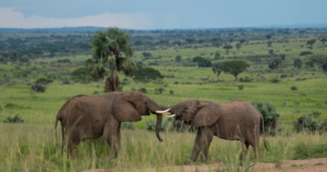7-Day Uganda Murchison, Masindi & Hoima Albertine Safari