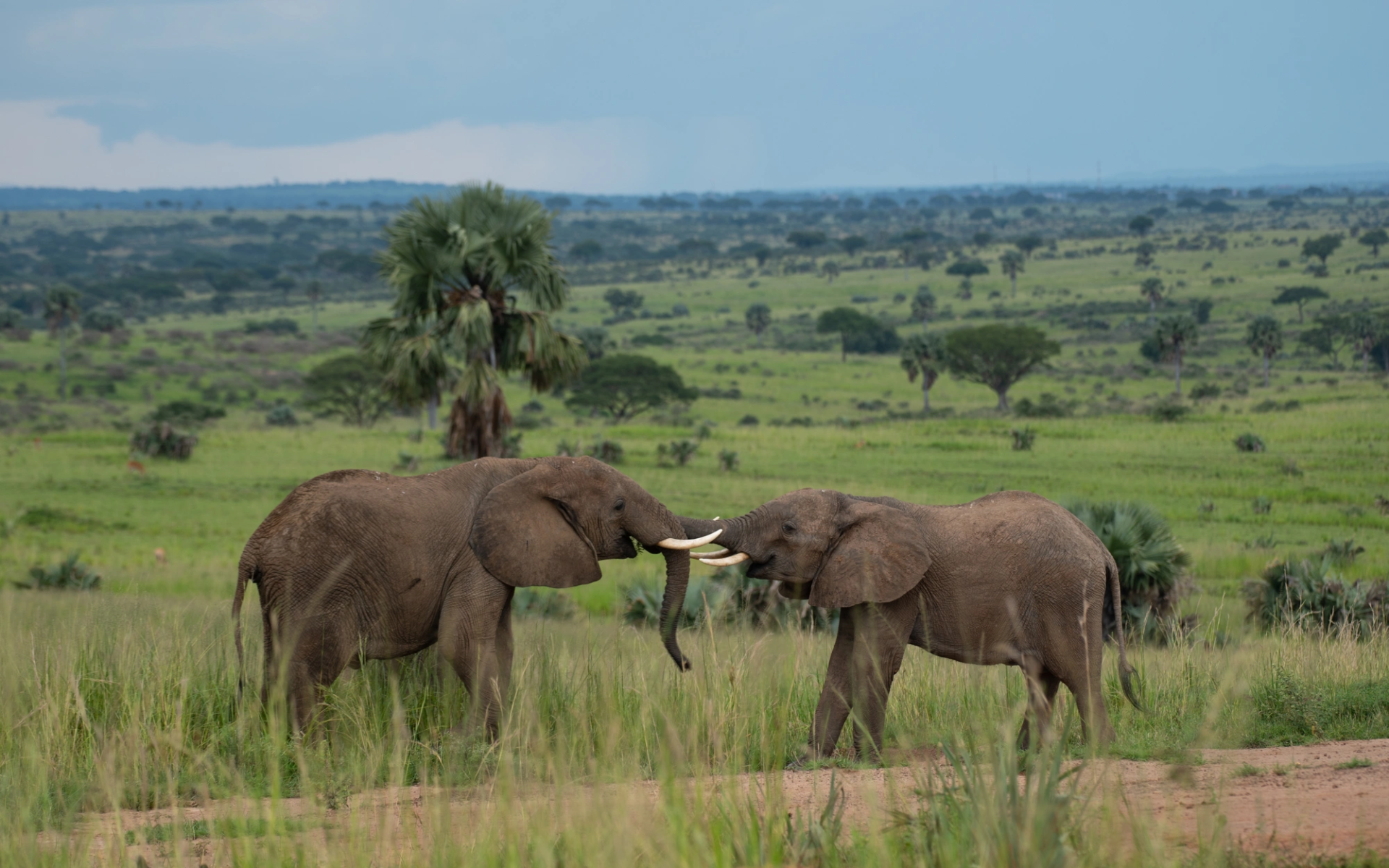 7-Day Uganda Murchison, Masindi & Hoima Albertine Safari