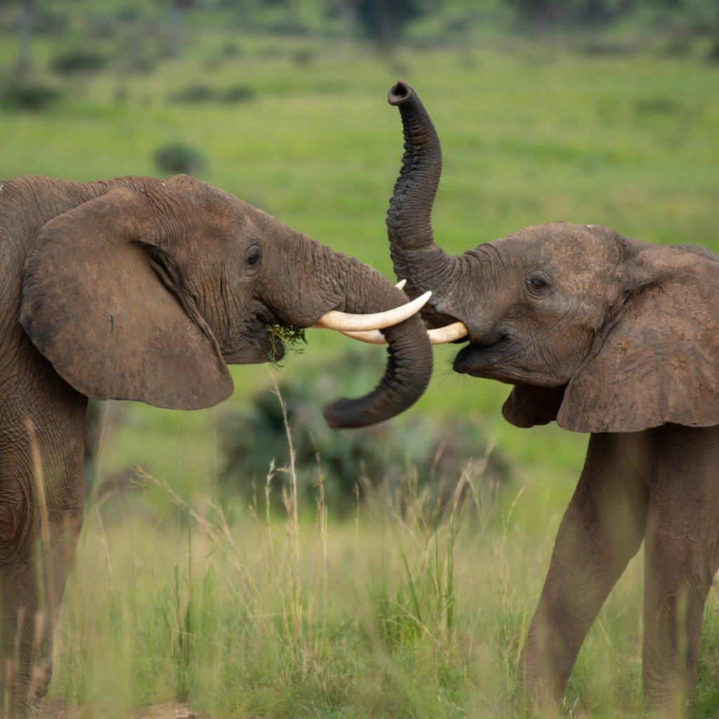 An elephant grazing in green grass with a calf beside it