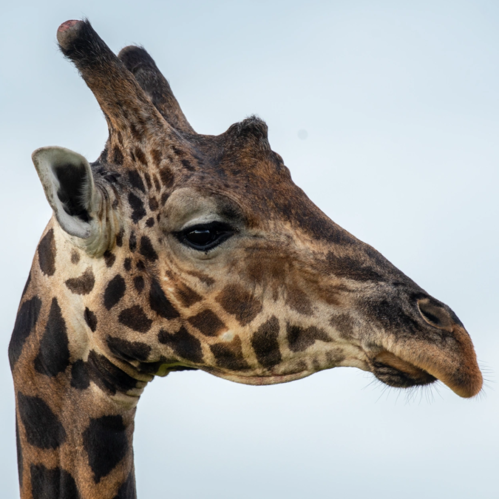 Close profile of a giraffe against a pale sky