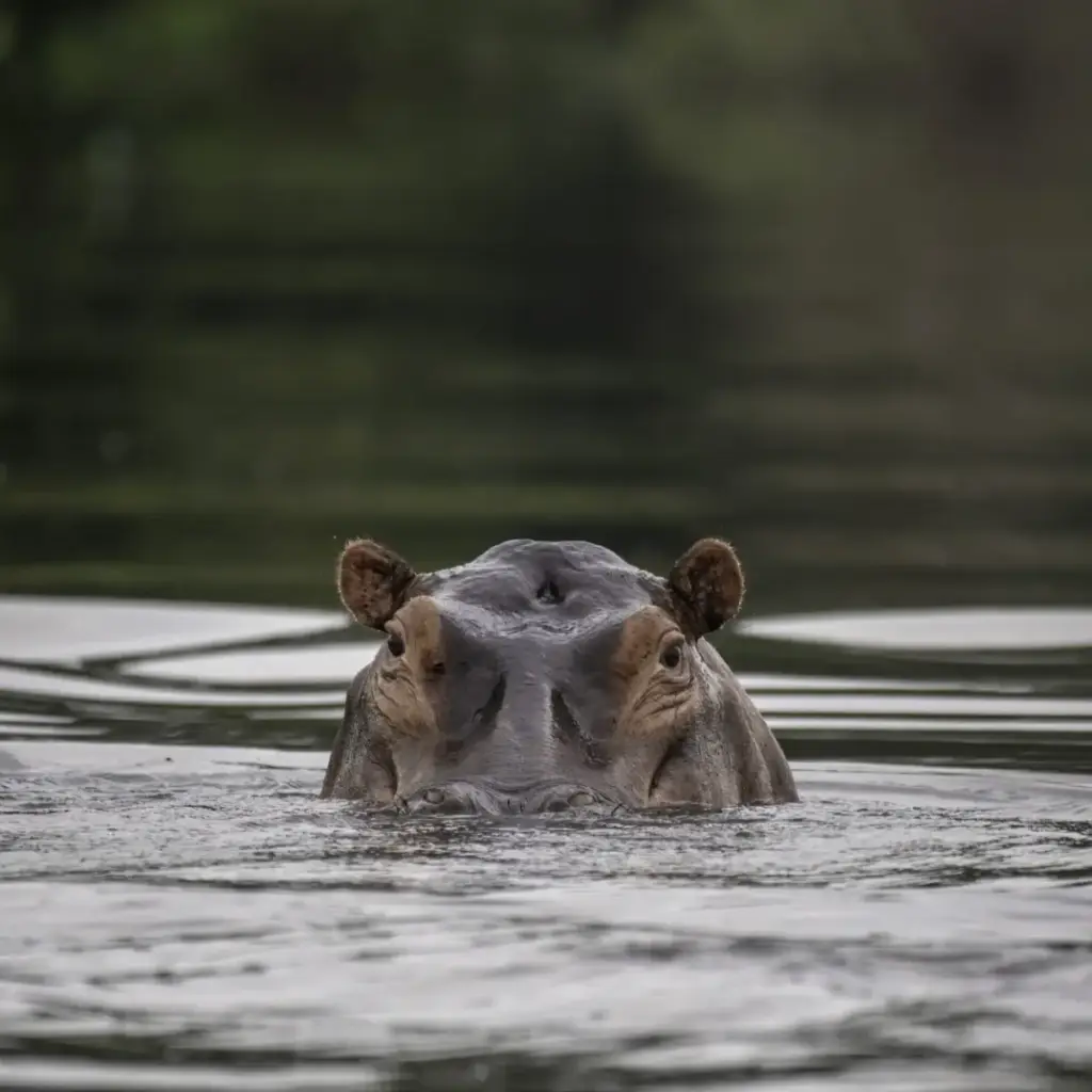 Hippos nile, Murchison Falls National Park