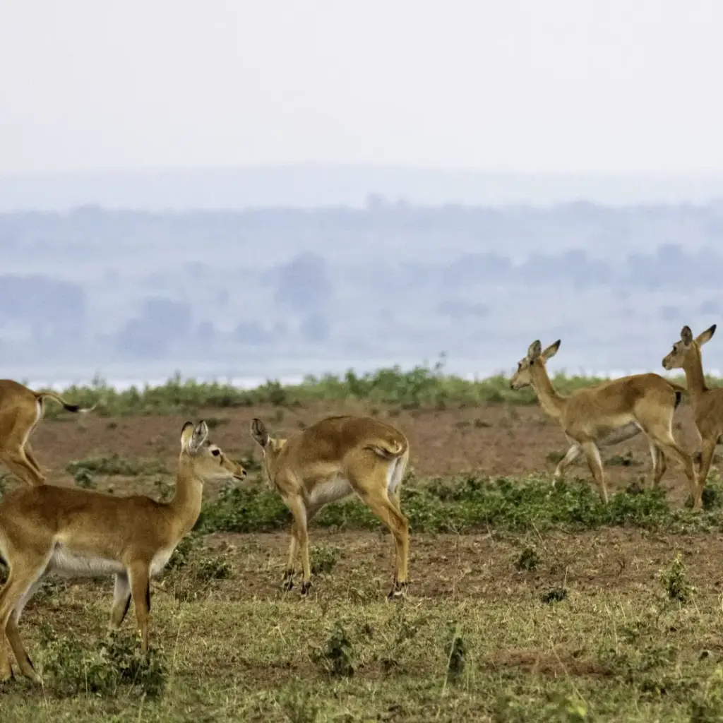 Kob herd, Murchison Falls National Park