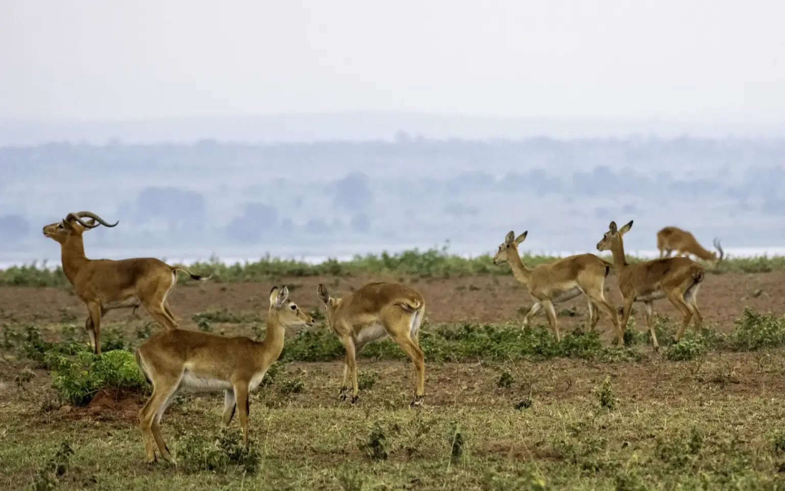 Karuma Wildlife Reserve