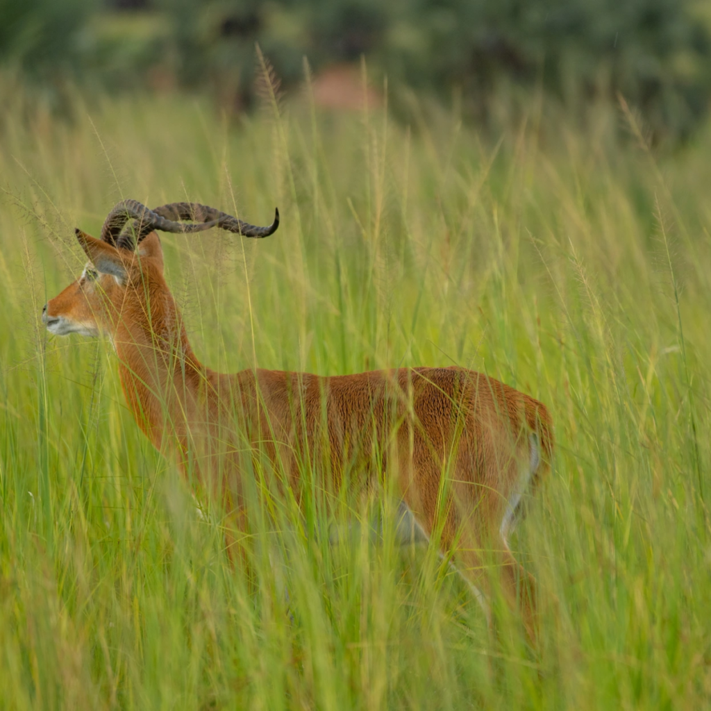 A kob antelope standing in tall green grass