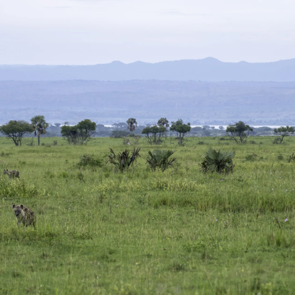 Savannah view, Murchison Falls National Park