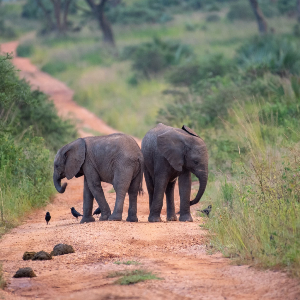 Two young elephants walking down a red dirt track
