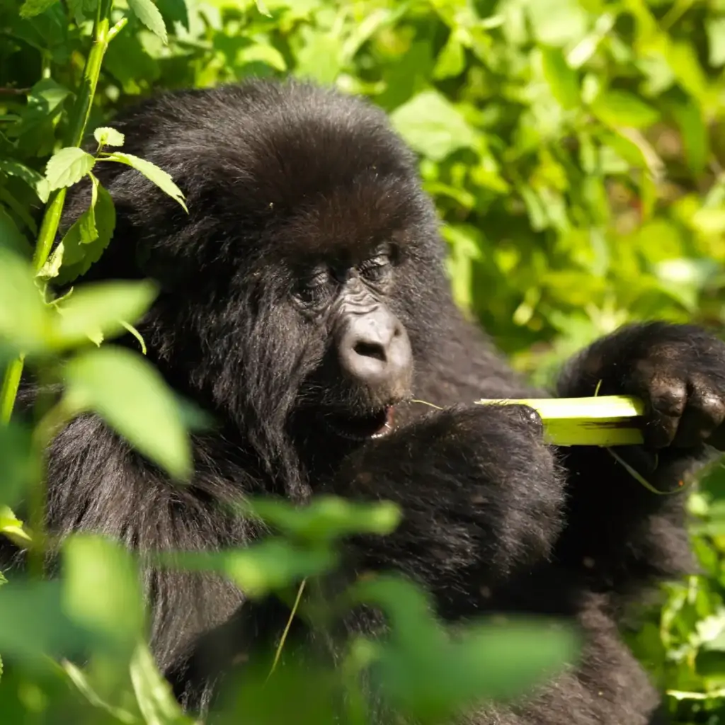 Mountain gorilla feeding among leaves in the forest