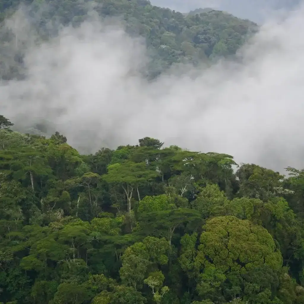 Primate Safaris