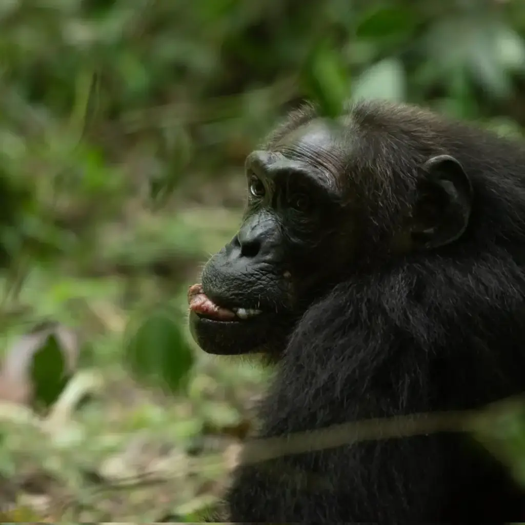 Chimpanzee in Budongo Forest, Uganda