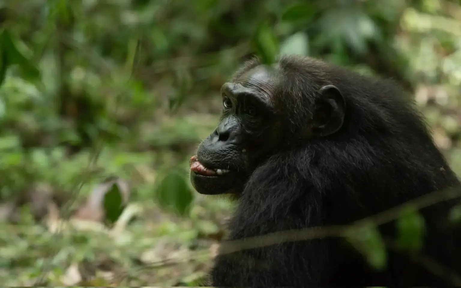 Budongo Forest
