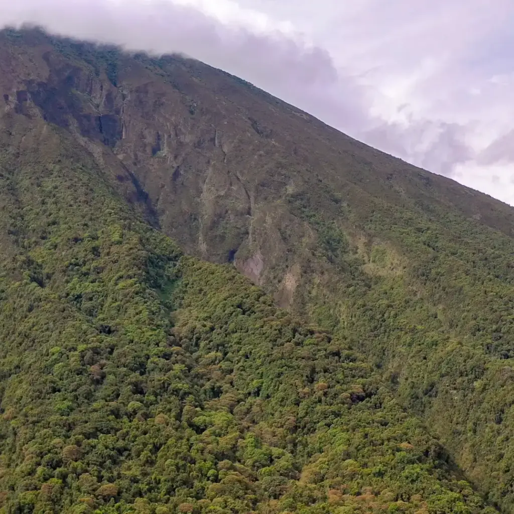 Volcano slopes rising above the forest in the Virunga region